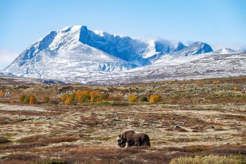 Musk ox (Ovibos moschatus), in autumnal tundra with snow-covered mountains,