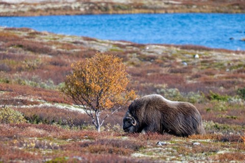 Musk ox (Ovibos moschatus), bull in autumnal tundra, Dovrefjell-Sunndalsfjella National Park,