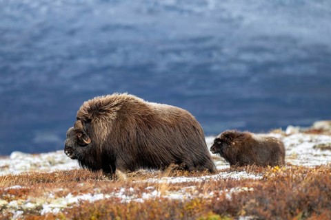 Musk oxen (Ovibos moschatus), bull with young in autumnal tundra, Dovrefjell-Sunndalsfjella
