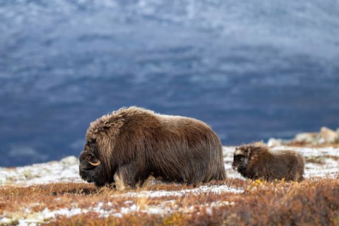 Musk oxen (Ovibos moschatus), bull with young in autumnal tundra, Dovrefjell-Sunndalsfjella