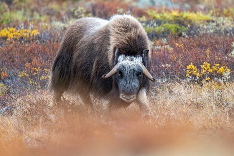 Musk ox (Ovibos moschatus), in autumnal tundra, Dovrefjell-Sunndalsfjella National Park, Norway