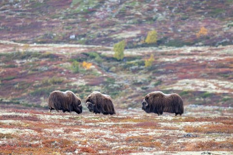 Musk oxen (Ovibos moschatus), bulls in autumnal tundra, Dovrefjell-Sunndalsfjella National Park,