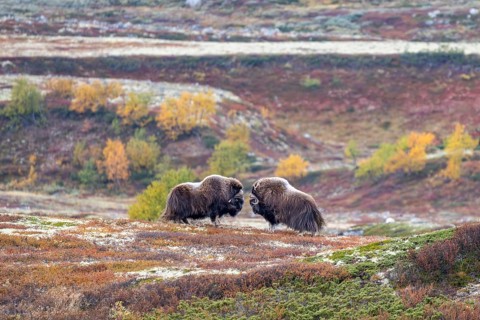 Musk oxen (Ovibos moschatus), bulls in autumnal tundra, Dovrefjell-Sunndalsfjella National Park,