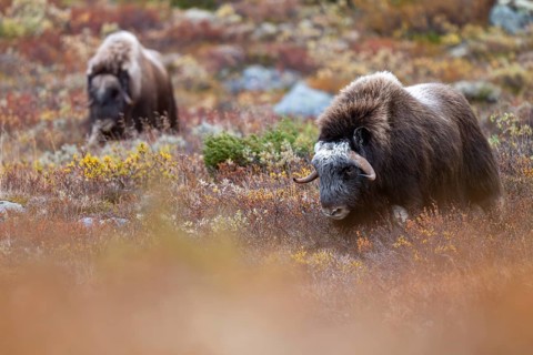 Musk oxen (Ovibos moschatus), in autumnal tundra, Dovrefjell-Sunndalsfjella National Park, Norway