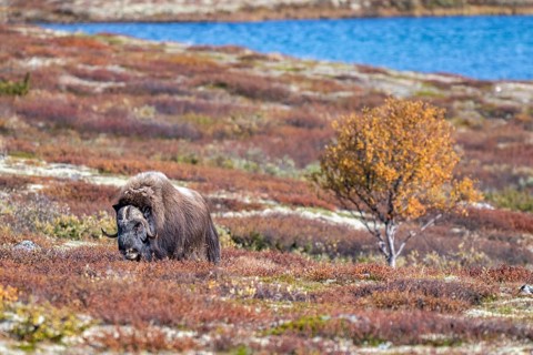 Musk ox (Ovibos moschatus), bull in autumnal tundra, Dovrefjell-Sunndalsfjella National Park,