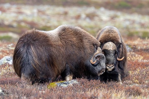 Musk oxen (Ovibos moschatus), bulls in autumnal tundra, Dovrefjell-Sunndalsfjella National Park,