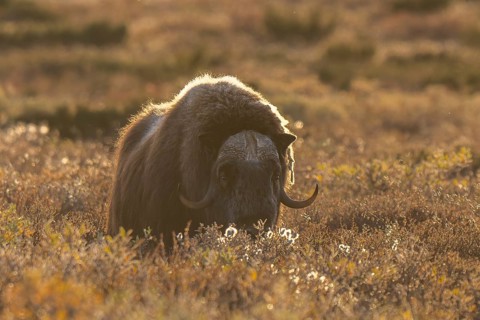 Musk ox (Ovibos moschatus), bull against the light, Dovrefjell-Sunndalsfjella National Park, Norway