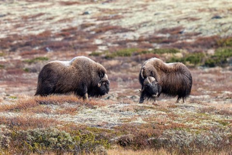 Musk oxen (Ovibos moschatus), bulls in autumnal tundra, Dovrefjell-Sunndalsfjella National Park,