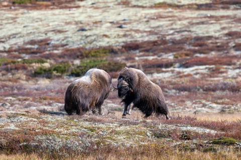 Musk oxen (Ovibos moschatus), bulls fighting in autumnal tundra, Dovrefjell-Sunndalsfjella National