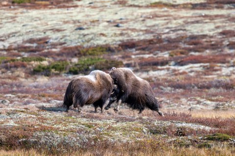 Musk oxen (Ovibos moschatus), bulls fighting in autumnal tundra, Dovrefjell-Sunndalsfjella National