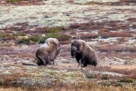 Musk oxen (Ovibos moschatus), bulls fighting in autumnal tundra, Dovrefjell-Sunndalsfjella National