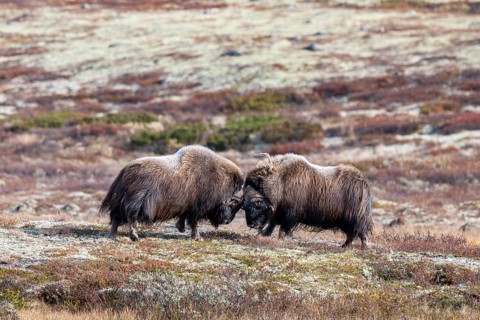 Musk oxen (Ovibos moschatus), bulls fighting in autumnal tundra, Dovrefjell-Sunndalsfjella National
