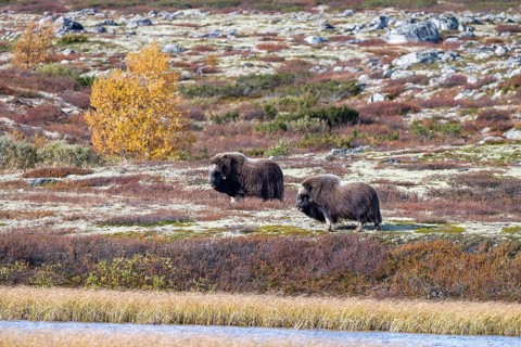 Musk oxen (Ovibos moschatus), bulls in autumnal tundra, Dovrefjell-Sunndalsfjella National Park,