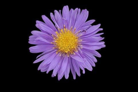 New Belgium autumn aster (Symphyotrichum novi-belgii), flower, Germany