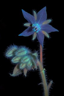 Borage (Borago officinalis), flower and buds photographed with UV light, Germany
