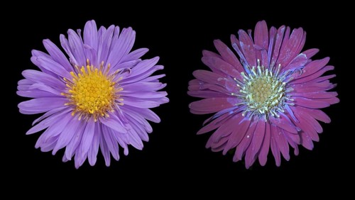 New Belgium autumn aster (Symphyotrichum novi-belgii), flower photographed with daylight and UV