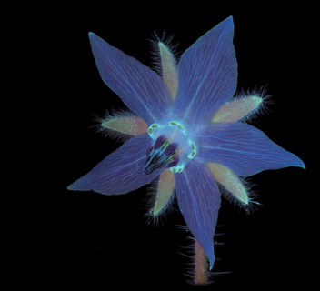Borage (Borago officinalis), flower photographed with UV light, Germany