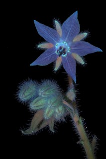 Borage (Borago officinalis), flower and buds photographed with UV light, Germany
