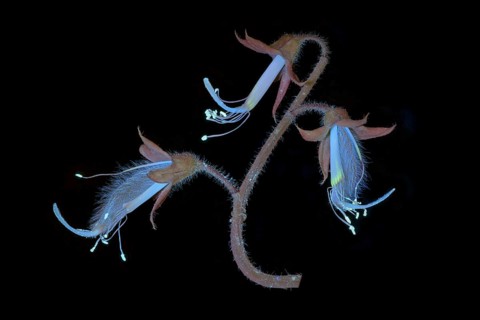 Sweet pea (Lathyrus odoratus), fragrant vetch, flowering inflorescence photographed with UV light,