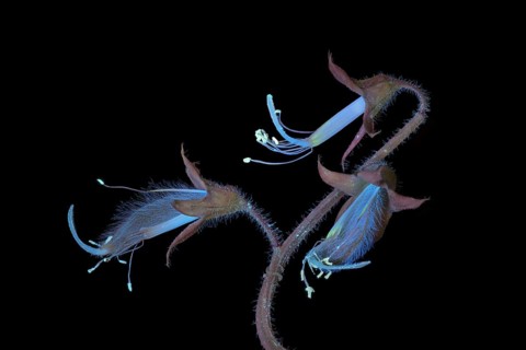 Sweet pea (Lathyrus odoratus), fragrant vetch, flowering inflorescence photographed with UV light,