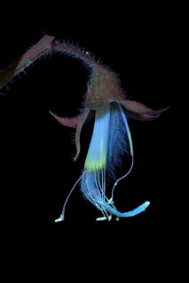 Sweet pea (Lathyrus odoratus), fragrant vetch, flowering inflorescence photographed with UV light,