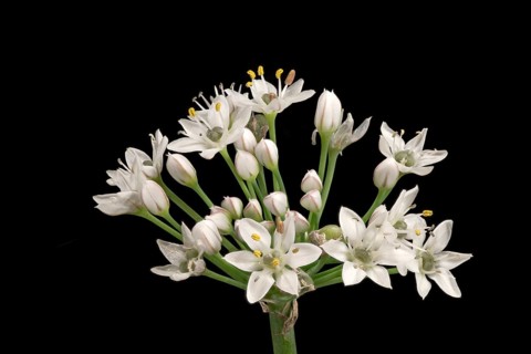 Knolau, garlic chives (Allium tuberosum), inflorescence, Germany