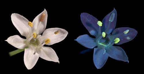 Knolau, garlic chives (Allium tuberosum), flower photographed with daylight and UV light, Germany