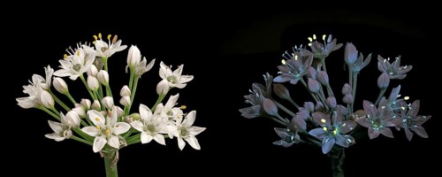 Knolau, garlic chives (Allium tuberosum), inflorescence photographed with daylight and UV light,