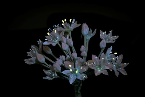 Knolau, garlic chives (Allium tuberosum), inflorescence photographed with UV light, Germany