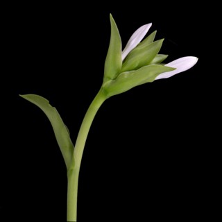 Funkia (Hosta plantaginea), bud, Germany