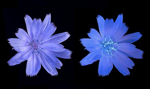 Common chicory (Cichorium intybus), common chicory, flower photographed with daylight and UV light,