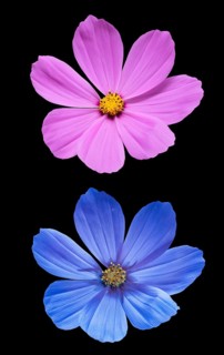 Ornamental basket (Cosmos bipinnatus), Cosmea, flower photographed with daylight and UV light,