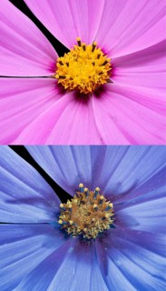 Ornamental basket (Cosmos bipinnatus), Cosmea, flower photographed with UV light, Germany