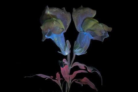 Common snapdragon (Antirrhinum majus) Garden snapdragon, flower photographed with UV light, Germany