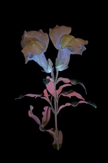 Common snapdragon (Antirrhinum majus) Garden snapdragon, flower photographed with UV light, Germany