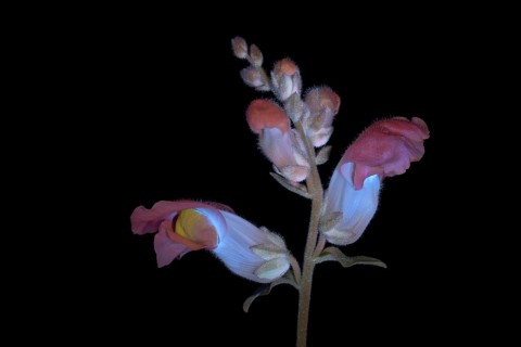 Common snapdragon (Antirrhinum majus) Garden snapdragon, flower photographed with UV light, Germany