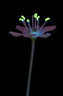 Knolau, garlic chives (Allium tuberosum), flowering inflorescence photographed with UV light,