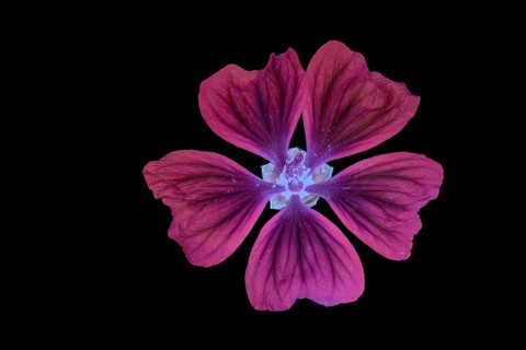 Moroccan wild mallow (Malva sylvestris subsp. Subacaulis), flower photographed with UV light,