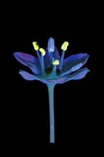 Knolau, garlic chives (Allium tuberosum), flower photographed with UV light, Germany