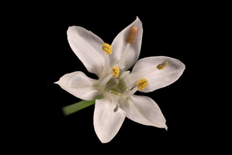 Knolau, garlic chives (Allium tuberosum), flower, Germany