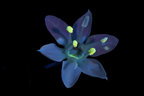 Knolau, garlic chives (Allium tuberosum), flower photographed with UV light, Germany