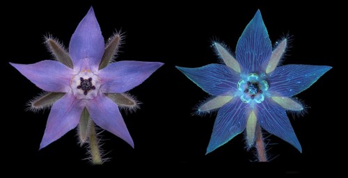 Borage (Borago officinalis), flower photographed with daylight and UV light, Germany