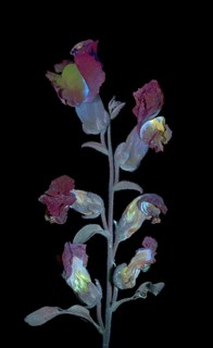 Common snapdragon (Antirrhinum majus) Garden snapdragon, flower photographed with UV light, Germany