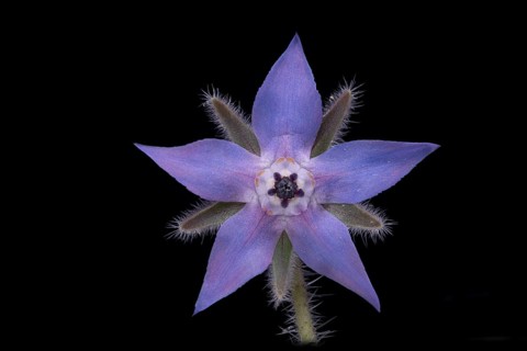Borage (Borago officinalis), flower, Germany