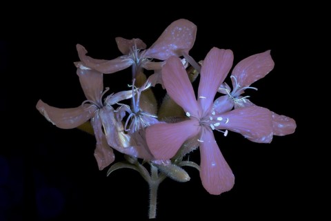 Soap Root (Saponaria officinalis), flower photographed with UV light, Germany