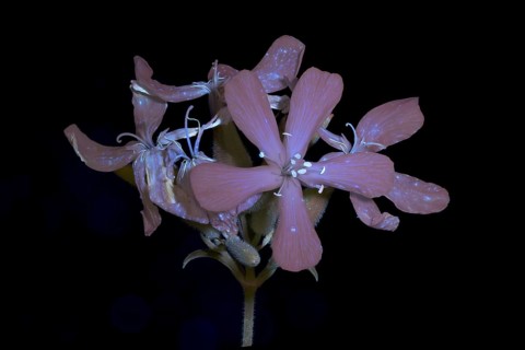 Soap Root (Saponaria officinalis), flower photographed with UV light, Germany
