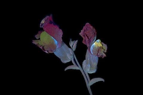 Common snapdragon (Antirrhinum majus) Garden snapdragon, flower photographed with UV light, Germany