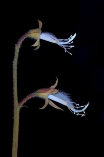 Sweet pea (Lathyrus odoratus), fragrant vetch, flowering inflorescence photographed with UV light,