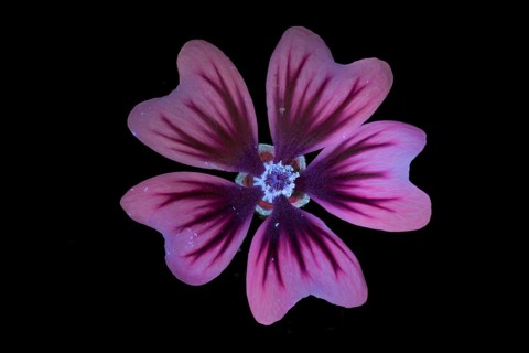 Common mallow (Malva sylvestris), flower photographed with UV light, Germany