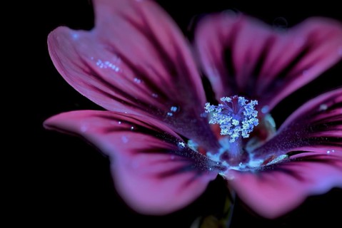 Common mallow (Malva sylvestris), flower photographed with UV light, Germany